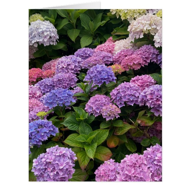 Hydrangea Photograph Cards (Front)