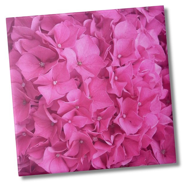 Hydrangea Pink Flower Pattern Ceramic Tile (Trendy Bright Magenta Pink Hydrangea Flower Floral Ceramic Tile)
