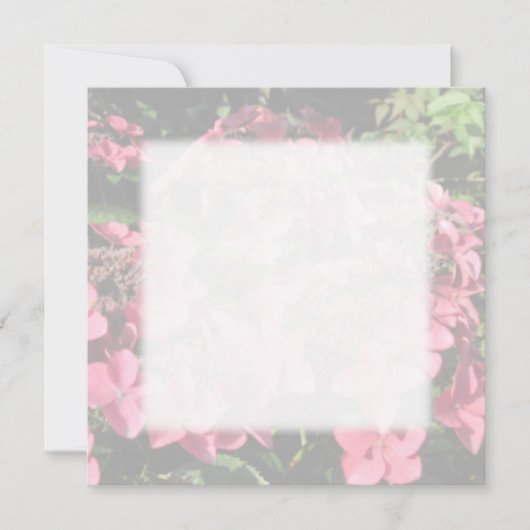 Hydrangea. Pink flowers. Soft Pastel Colors. (Front)