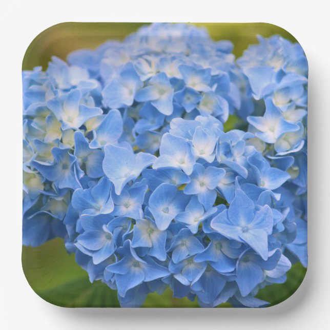 Hydrangea Plates Party (Front)