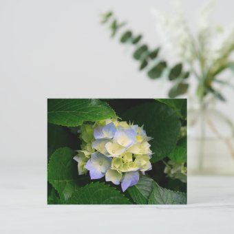 Hydrangea Postcard Zazzle