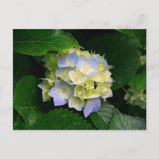 hydrangea postcard