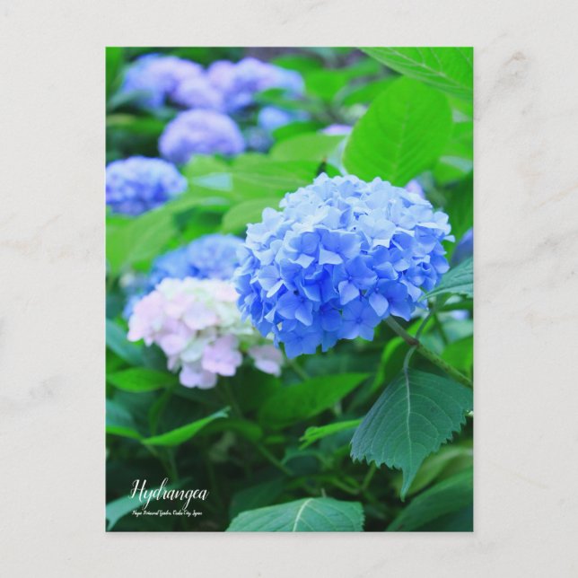 Hydrangea Postcard (Front)