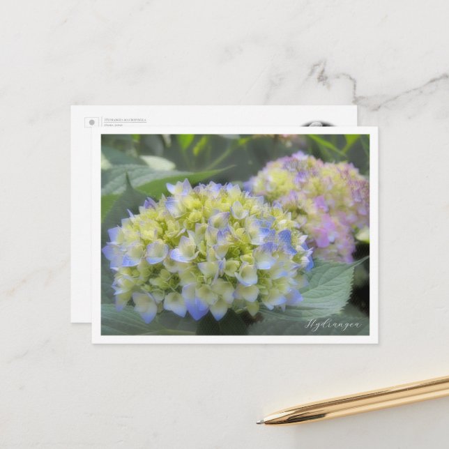 Hydrangea Postcard (Front/Back In Situ)