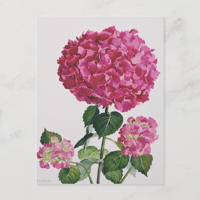 Hydrangea Postcard (Front)