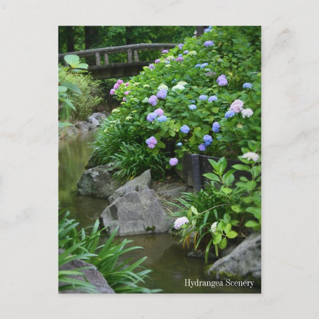 Hydrangea Postcard (Front)