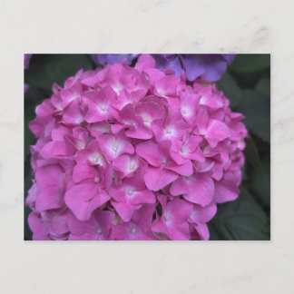 Hydrangea Postcard