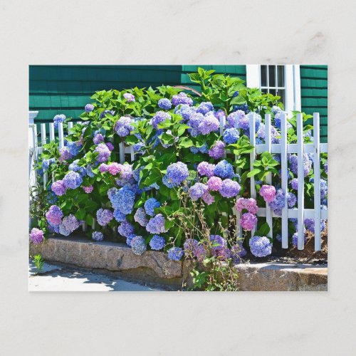 Hydrangea Postcard