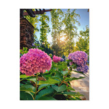 Hydrangea Postcard!