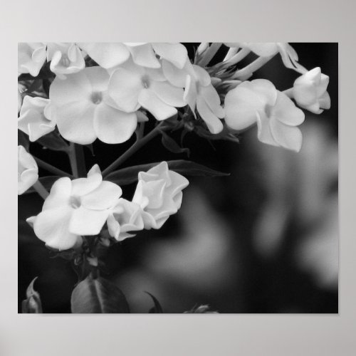 Hydrangea Poster