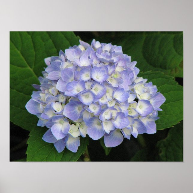 Hydrangea Poster (Front)