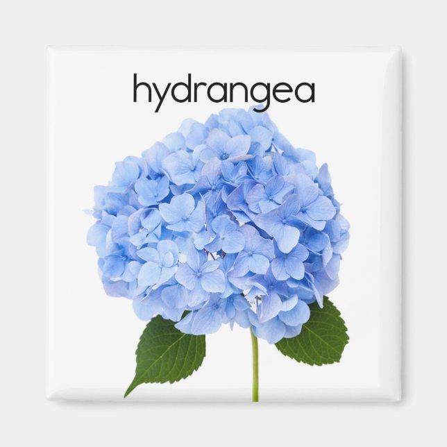 Hydrangea Refrigerator Magnet (Front)