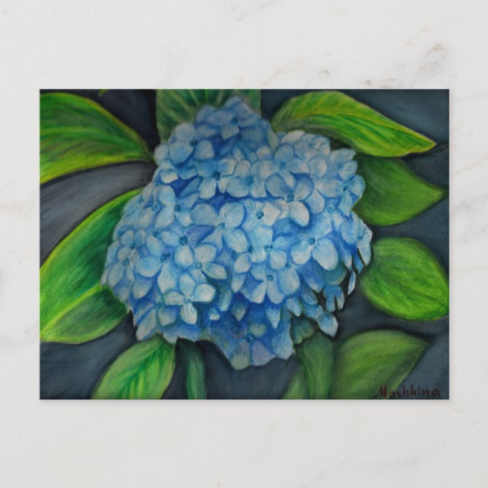 Hydrangea Watercolor Painting Postcard Zazzle