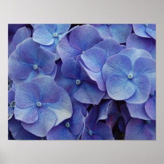 Hydrangea Zoom Poster