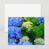 Hydrangeas (Front/Back)