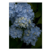 Hydrangeas (Front)