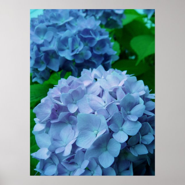 Hydrangeas {Blue} | Poster (Front)