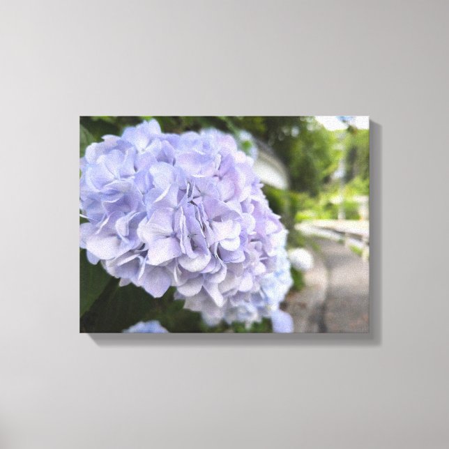 Hydrangeas by the Roadside – Nature Photography Canvas Print (Front)