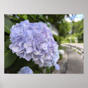 Hydrangeas by the Roadside – Nature Photography Poster