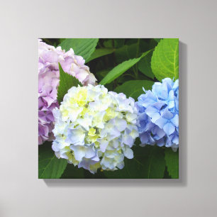 Hydrangeas Canvas Print