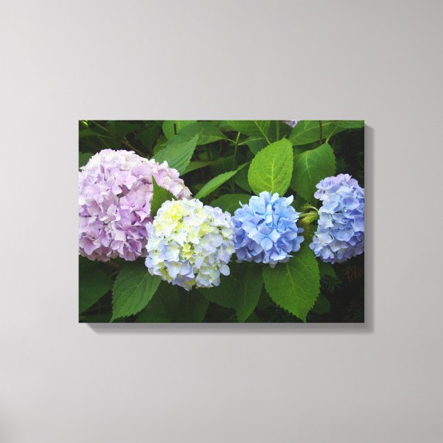 Hydrangeas Canvas Print (Front)