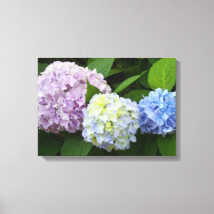 Hydrangeas Canvas Print