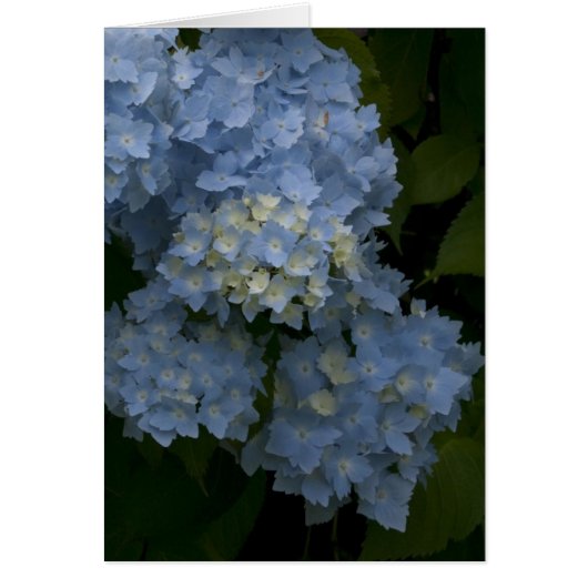 Hydrangeas Cards (Front)