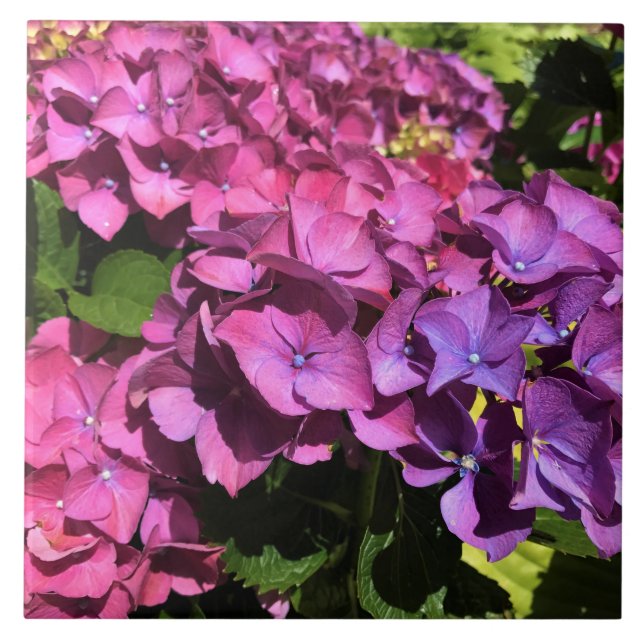 Hydrangeas Ceramic Tile (Front)