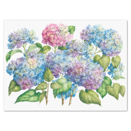 Hydrangeas in Bloom Tissue Paper