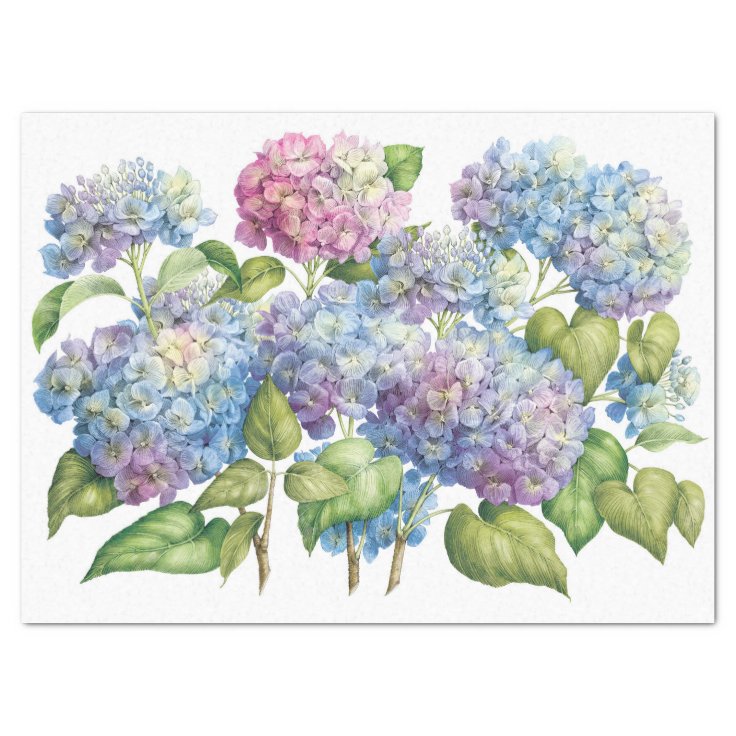 Hydrangeas in Bloom Tissue Paper Zazzle