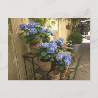 Hydrangeas in Pots Postcard