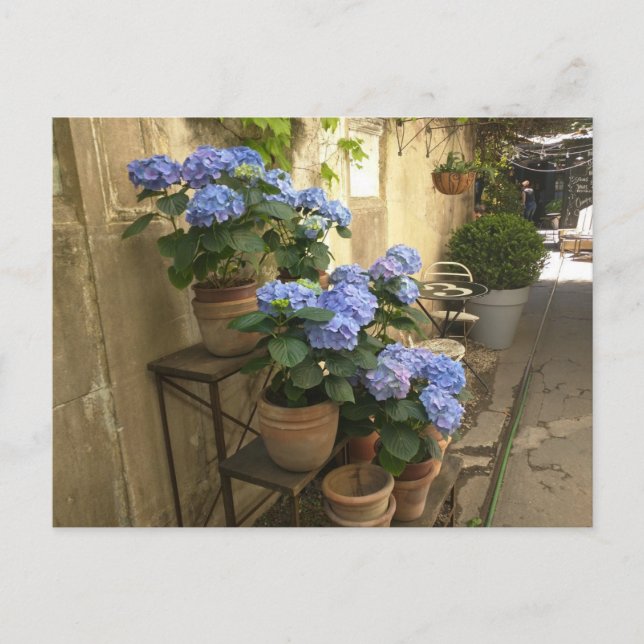Hydrangeas in Pots Postcard (Front)