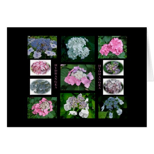 Hydrangeas on Parade Cards (Front Horizontal)