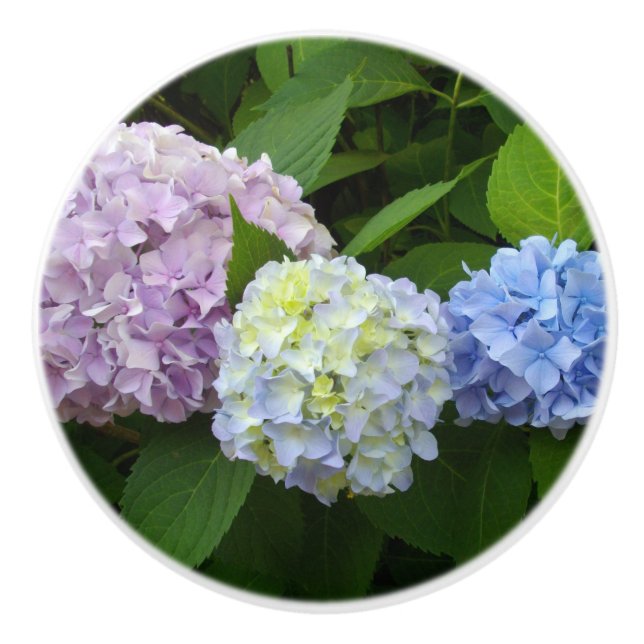 Hydrangeas pink purple blue ceramic knob (Front)