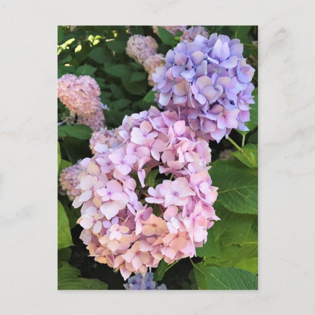 Hydrangeas Postcard (Front)
