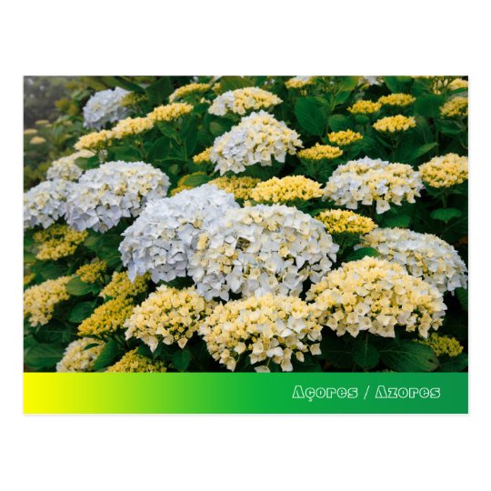 Hydrangeas Postcard