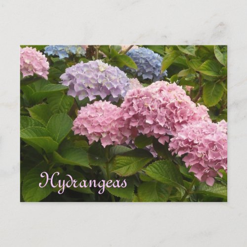 Hydrangeas Postcard