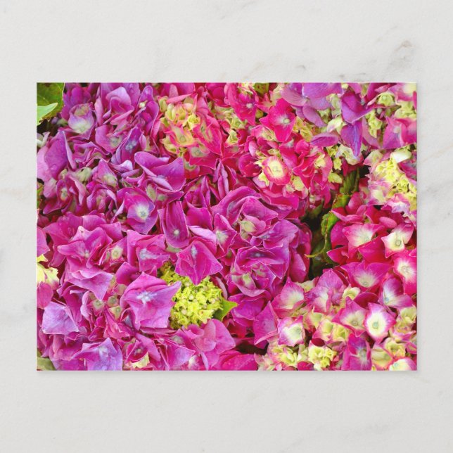 Hydrangeas Postcard (Front)
