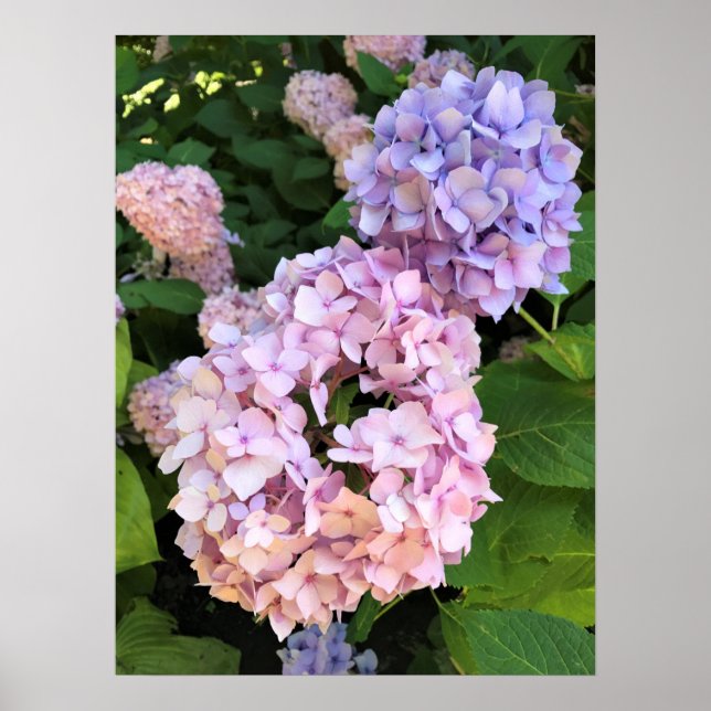 Hydrangeas Poster (Front)