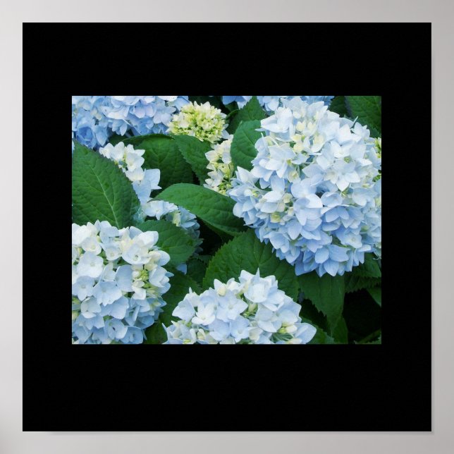 Hydrangeas Poster (Front)