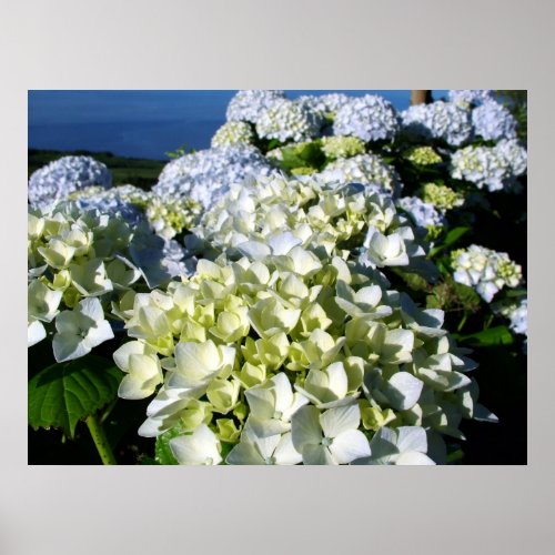 Hydrangeas Poster