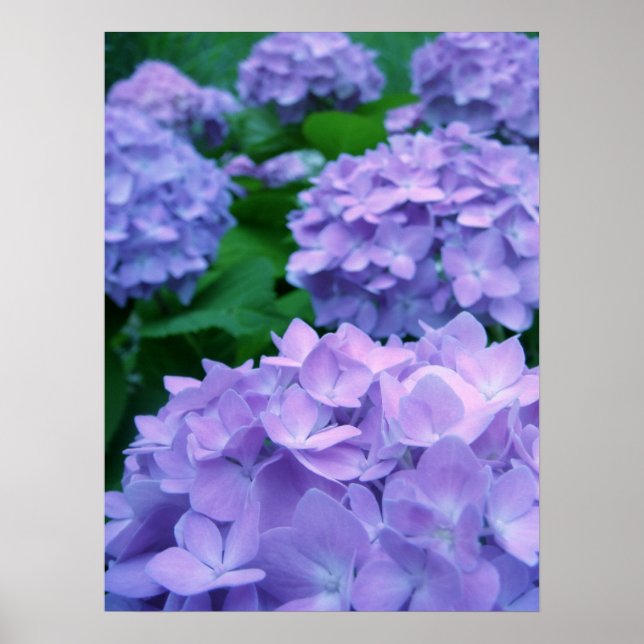 Hydrangeas {Purple} | Poster (Front)