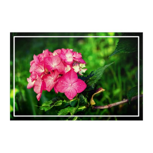 Hydrangia Pink Flowers with Green Leaves  Acrylic Print