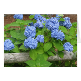 Hydrangias Cards