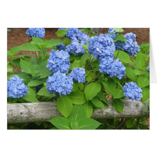 Hydrangias Cards (Front Horizontal)