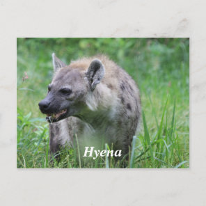 Hyena in Grass Postcard