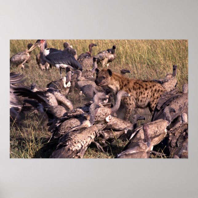 Hyena in the middle of vultures poster (Front)