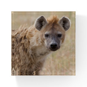 Hyena Paperweight
