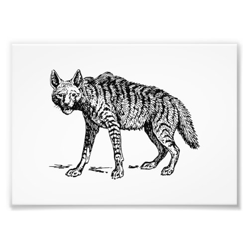 Hyena Photo Print