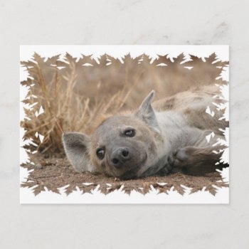 Hyena Picture Postcard by WildlifeAnimals at Zazzle